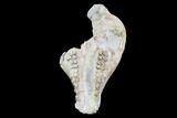 Oreodont (Merycoidodon) Partial Skull - Wyoming #95060-2